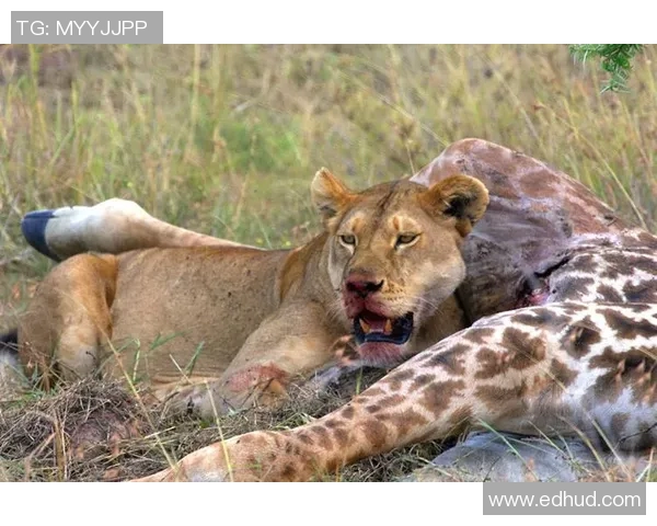 肯尼亚与坦桑尼亚的足球对决：历史战绩与未来展望